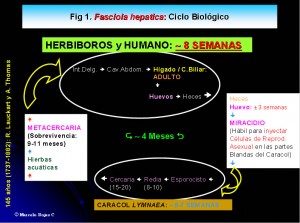 ciclo