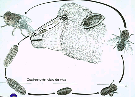 oestrus-4