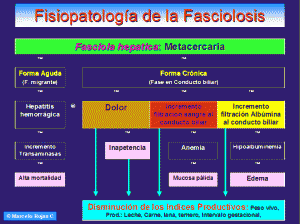 fisio1