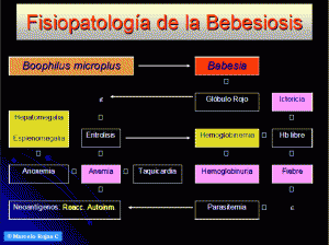 fisio3
