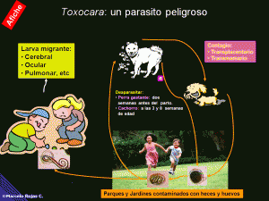 toxocara