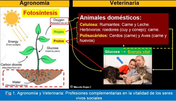 agronomia_veterinaria_profesiones